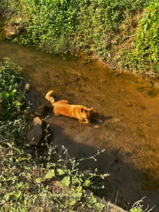 Indimasi Ayurveda & Healing Village